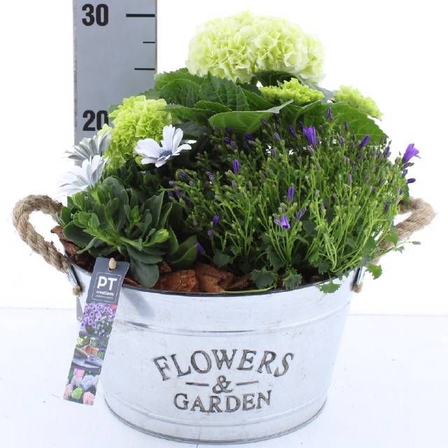 <h4>ARR TUINPLANTEN</h4>