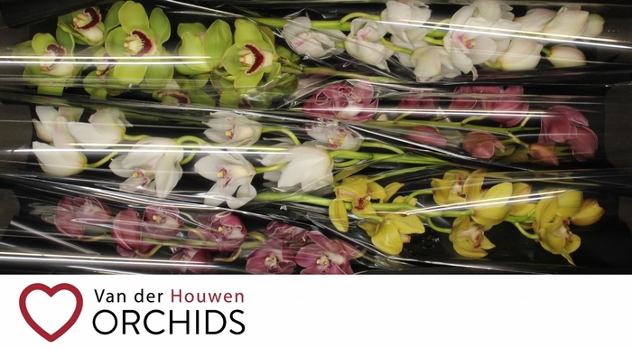 <h4>70 cm gemengd.</h4>