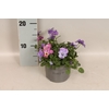 Viola cornuta 13 cm Trio Sky blue, Lavender Pink