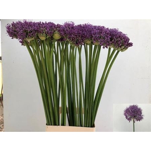 Allium Gladiator