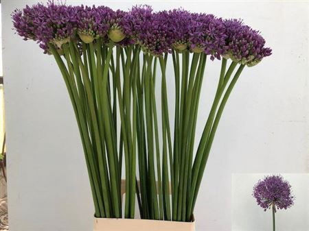 Allium Gladiator