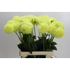 Dahlia (Decorative Grp) 'Banana Baby'