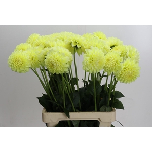 Dahlia (Decorative Grp) 'Banana Baby'