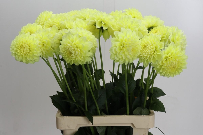 <h4>Dahlia (Decorative Grp) 'Banana Baby'</h4>
