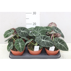 Alocasia Black Velvet