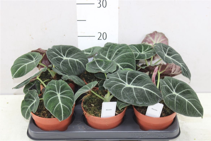 <h4>Alocasia Black Velvet</h4>