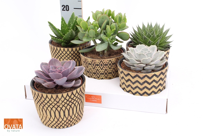 <h4>SUCC GEM 5 SRT</h4>