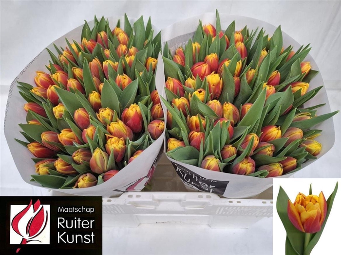 <h4>Tu Du Cilesta</h4>