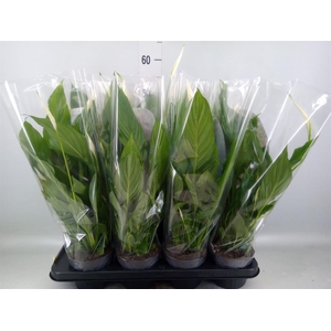 Spathiphyllum 'Strauss'