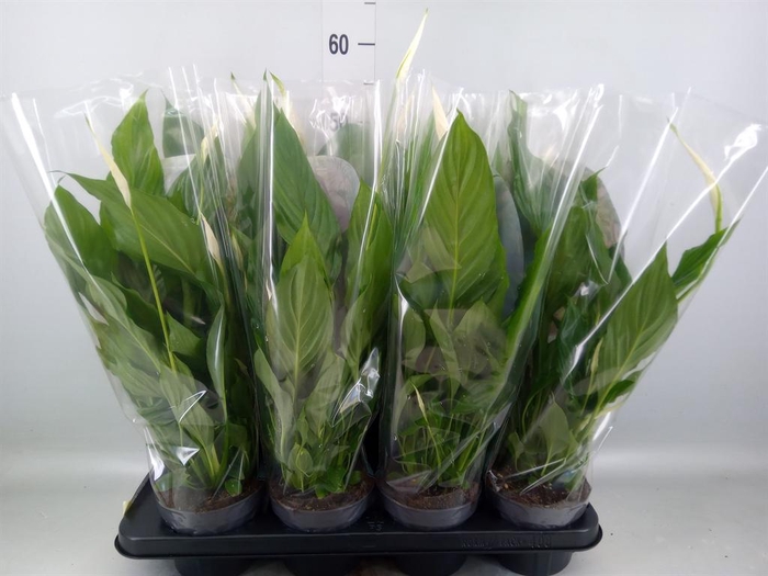 <h4>Spathiphyllum  'Strauss'</h4>