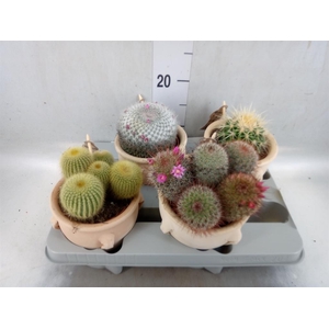 Cactus   ...mix