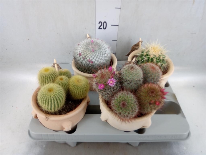 <h4>Cactus   ...mix</h4>