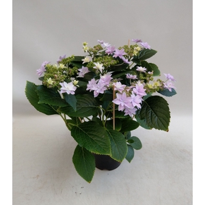 Hydrangea Hovaria