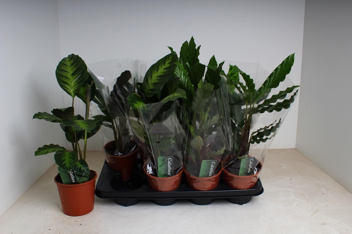 <h4>CALAT GEM 3 SRT</h4>