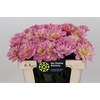 Dahlia Pink Magic