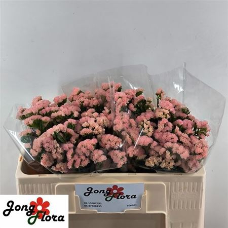 <h4>Lim S Peach Wings</h4>