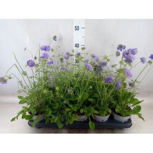 Scabiosa japonica
