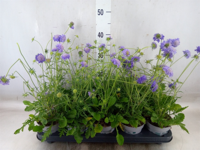 <h4>Scabiosa japonica</h4>