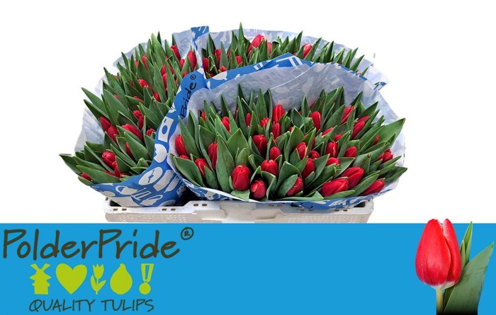 <h4>Tulipa si kung-fu</h4>