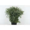 EUC PARVIFOLIA 300GR