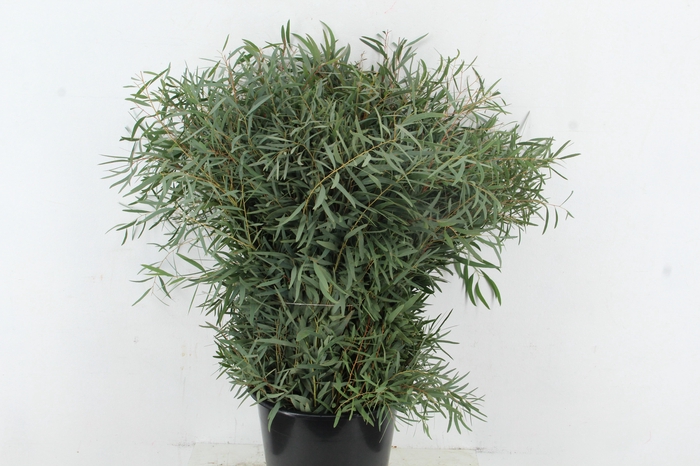 <h4>EUC PARVIFOLIA 300GR</h4>