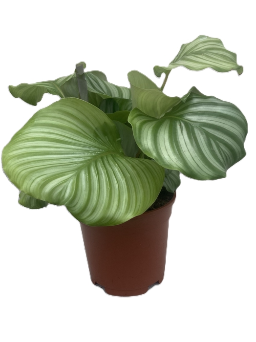 CALATHEA SPECIES