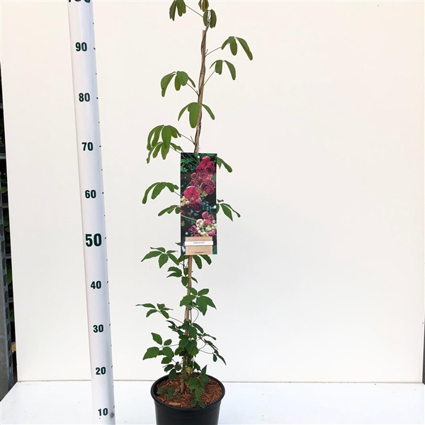 <h4>Akebia quinata - gestokt</h4>