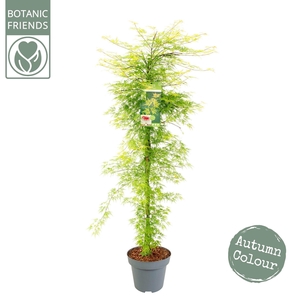 Acer palm. 'Emerald Lace' Zuil