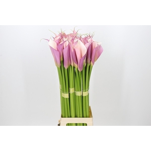 Zantedeschia Eydolls Purple Pink