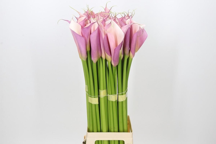 <h4>Zantedeschia Eydolls Purple Pink</h4>