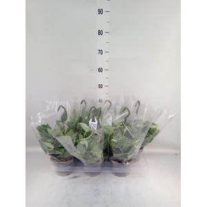 Scindapsus pictus 'Argyraeus'