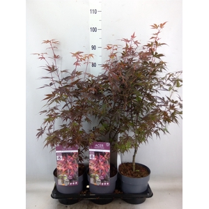 Acer palmatum 'Skeeters Broom'