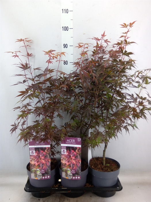 <h4>Acer palmatum 'Skeeters Broom'</h4>