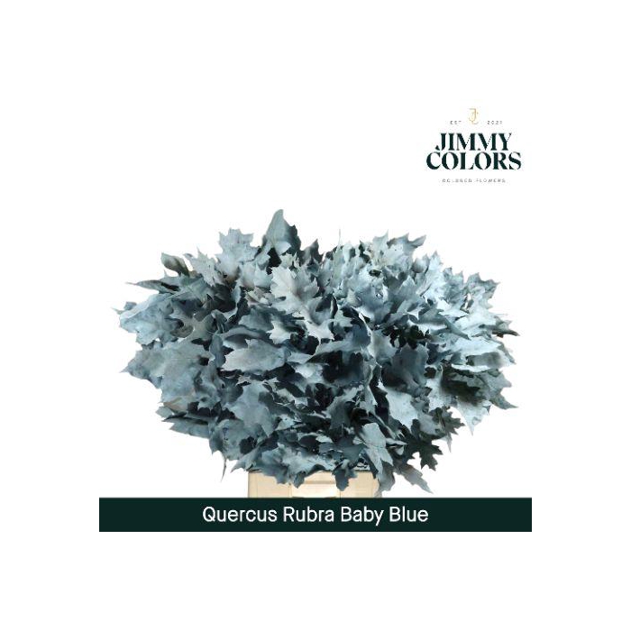 <h4>Quercus Rubra L80 Baby Blue</h4>