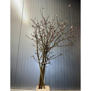 Viburnum Bodnantense Vertakt