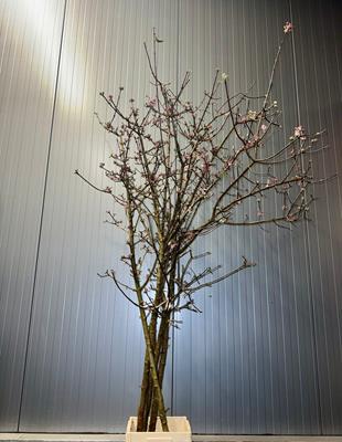 <h4>Viburnum Bodnantense Vertakt</h4>