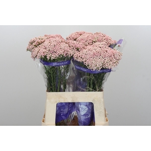 Ozothamnus Cooks Pink