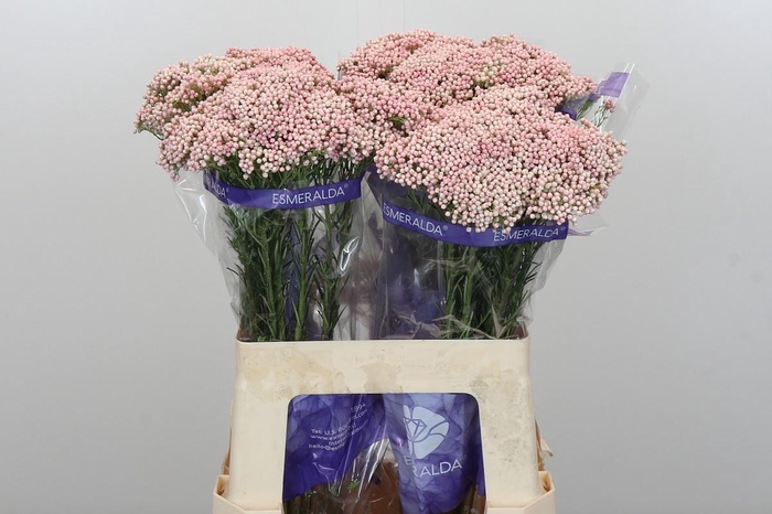 Ozothamnus Cooks Pink