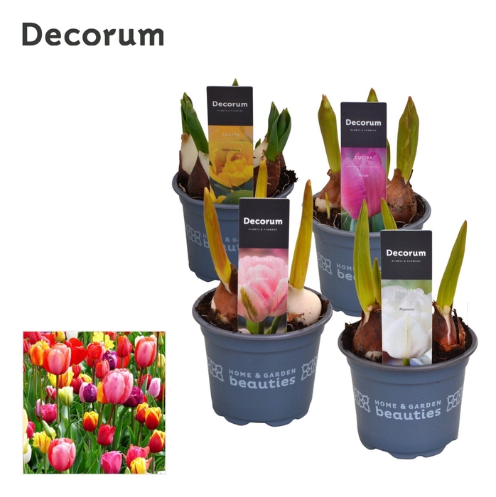 <h4>Tulp Gemengd</h4>