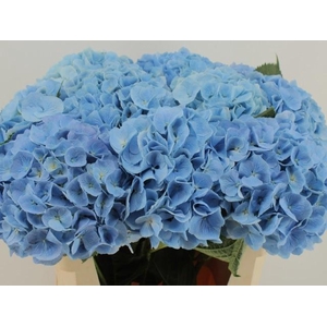 HYDR M CH DESTINY BL