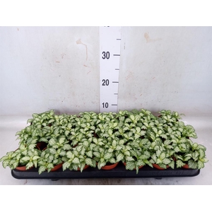 Fittonia  'Mosaic White Tiger'