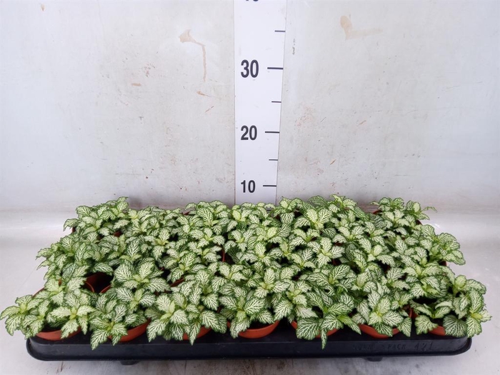 <h4>Fittonia  'Mosaic White Tiger'</h4>