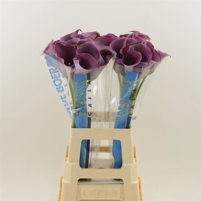 <h4>Calla Promise</h4>