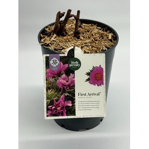 Paeonia (Itoh) First Arrival