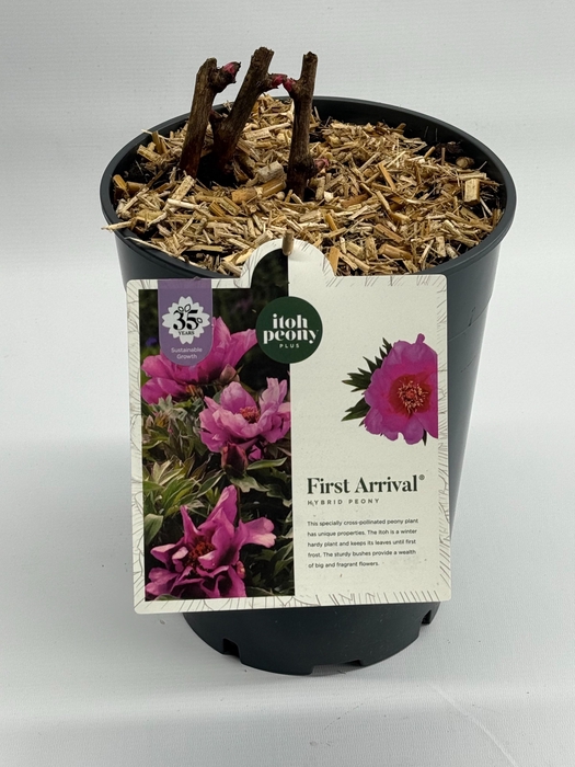 <h4>Paeonia (Itoh) First Arrival</h4>