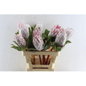 PROTEA CYNAROIDES