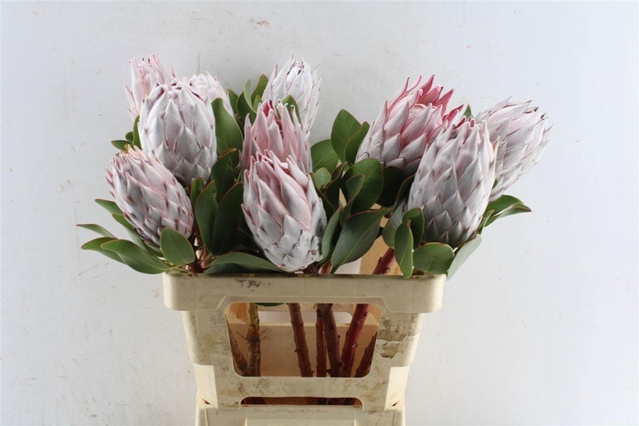 <h4>PROTEA CYNAROIDES</h4>