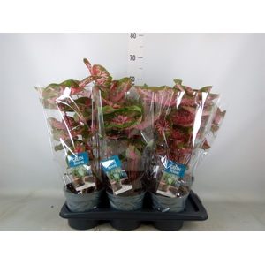 Caladium  'Carolyn Whorton'