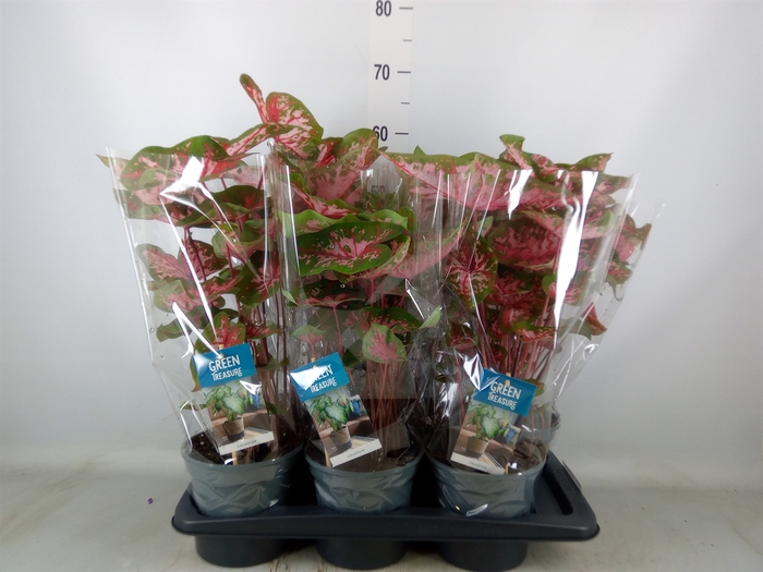 <h4>Caladium  'Carolyn Whorton'</h4>