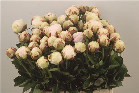 <h4>Paeo L Odile Extra</h4>